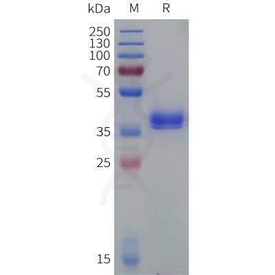 sp-pme c100092 c5ar1 sp1