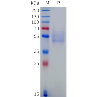 sp-pme c100102 ceacam8 sp1