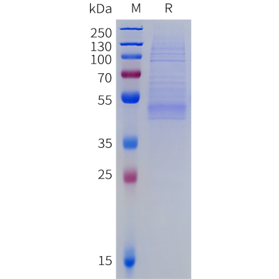 sp-pme c100105 il11ra sp1
