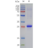 sp-pme c100115 cd8a sp1