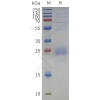 sp-pme c100121 cd79b sp1