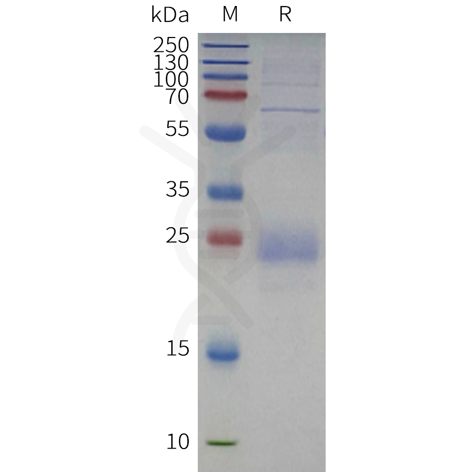 sp-pme c100121b cd79b sp1