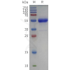 sp-pme c100122 cd79b sp1