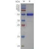 sp-pme c100122b cd79b sp1