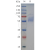 sp-pme c100129 clec9a sp1