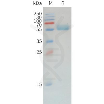 sp-pme d100006 pd 1 sp1