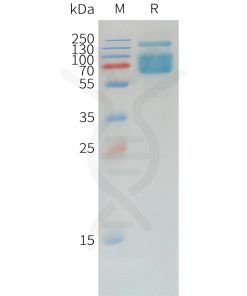 sp-pme d100007 pd l1 sp1