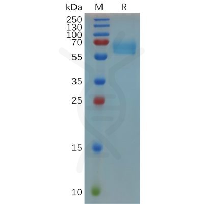 sp-pme m100011 cd27 sp1