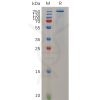 sp-pme m100021 tenm4 sp1