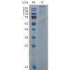 sp-pme m100026 vwf sp1