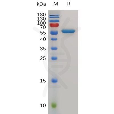 sp-pme m100042 cd40 sp1