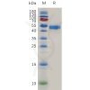 sp-pme m100067 ox40 ligand sp1