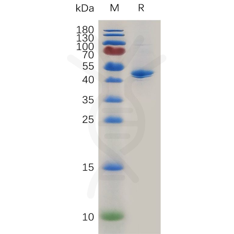 Mouse CD40 Ligand Protein, hFc Tag-CD40 Ligand重组蛋白（N-Human Fc Tag）-缔码生物