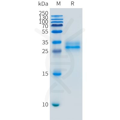 sp-pme m100114 folr1 sp1