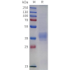 sp-pme m100141 lilrb4 sp1