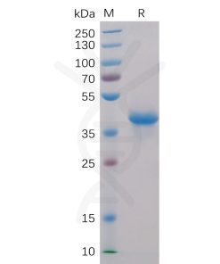 sp-pme100001 bcma sp1