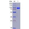 sp-pme100004 cd38 sp1