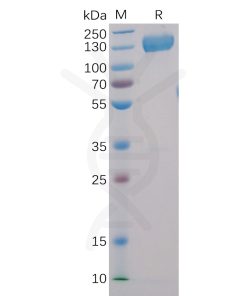 sp-pme100005 cd22 sp1