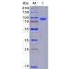 sp-pme100006 cd138 sp1
