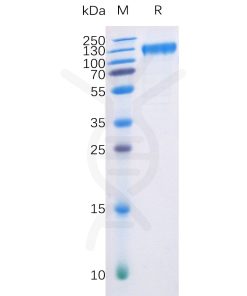 sp-pme100007 flt3 sp1