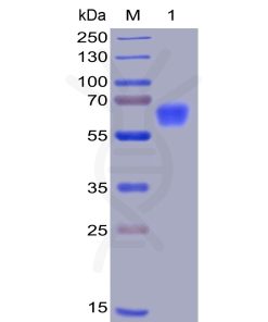 sp-pme100008 cd47 sp1