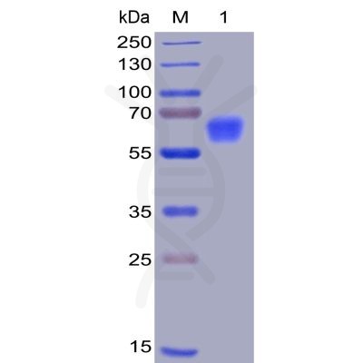 sp-pme100008 cd47 sp1