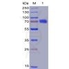 sp-pme100014 cd28 sp1