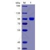 sp-pme100027 cd155 sp1