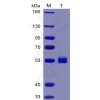 sp-pme100032 il6 sp1