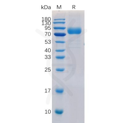 sp-pme100038 cd19 sp1