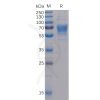 sp-pme100041 cd30 ligand sp1