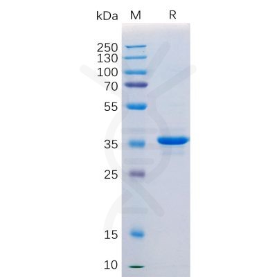 sp-pme100046 cd20 sp1