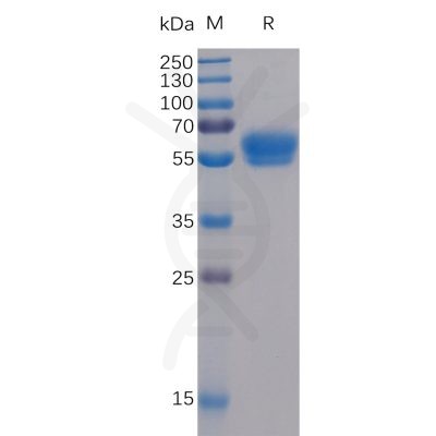 sp-pme100054 4 1bb ligand sp1