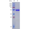 sp-pme100054b 4 1bb ligand sp1