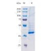 sp-pme100064 tgfb1 sp1