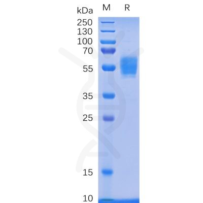 sp-pme100079 nkg2d sp1