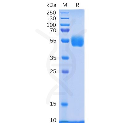 sp-pme100081 nkp30 sp1