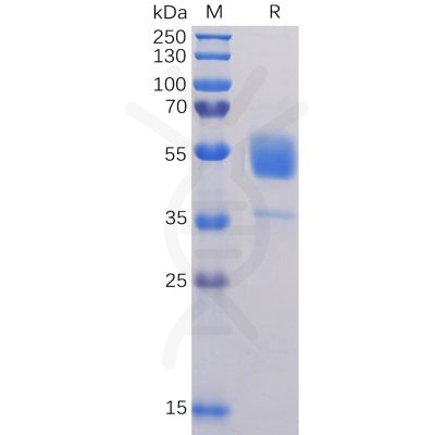 sp-pme100091 cd37 sp1