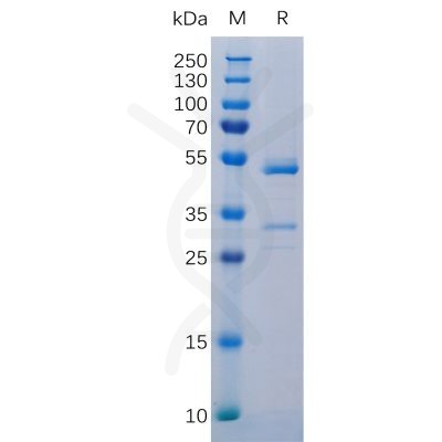 sp-pme100105 tnfsf12 sp1