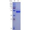 sp-pme100125 acpp sp1