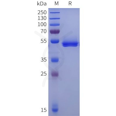sp-pme100125b acpp sp1