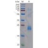 sp-pme100208 clec2d sp1