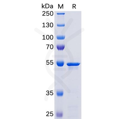 sp-pme100459 nucleocapsid sp1