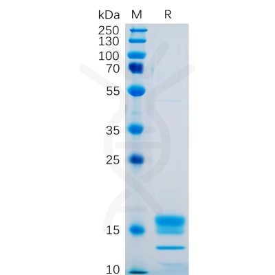 sp-pme100478 gitr ligand sp1