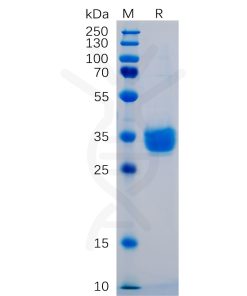 sp-pme100480 pd l1 sp1