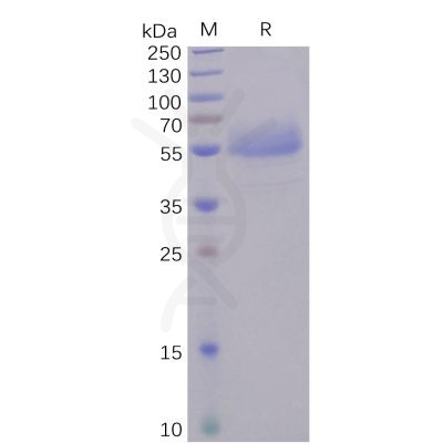sp-pme100484 icos sp1