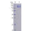 sp-pme100485 cd155 sp1