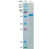 sp-pme100539 s protein rbd sp1