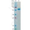 sp-pme100539 s protein rbd sp1