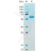 sp-pme100543 s protein rbd sp1